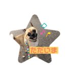 愛犬トロ太郎（個別スタンプ：7）