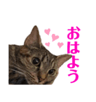 ヴォルしゃん（個別スタンプ：1）