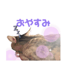 ヴォルしゃん（個別スタンプ：2）