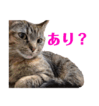 ヴォルしゃん（個別スタンプ：5）