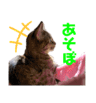 ヴォルしゃん（個別スタンプ：10）