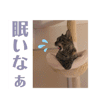 ヴォルしゃん（個別スタンプ：12）