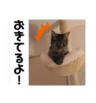 ヴォルしゃん（個別スタンプ：13）