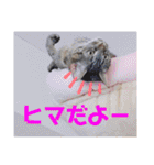 ヴォルしゃん（個別スタンプ：14）