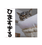 ヴォルしゃん（個別スタンプ：15）