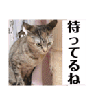 ヴォルしゃん（個別スタンプ：16）