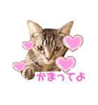ヴォルしゃん（個別スタンプ：17）