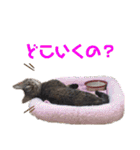 ヴォルしゃん（個別スタンプ：19）