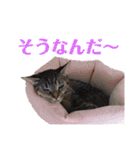 ヴォルしゃん（個別スタンプ：20）