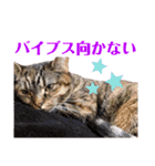 ヴォルしゃん（個別スタンプ：23）
