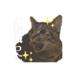 ヴォルしゃん（個別スタンプ：28）