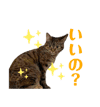 ヴォルしゃん（個別スタンプ：31）