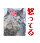 ヴォルしゃん（個別スタンプ：33）