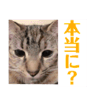 ヴォルしゃん（個別スタンプ：35）