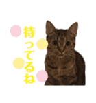 ヴォルしゃん（個別スタンプ：36）