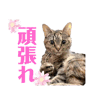 ヴォルしゃん（個別スタンプ：38）