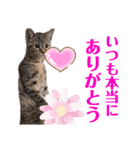 ヴォルしゃん（個別スタンプ：40）