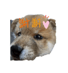 海(かい)の日常2（個別スタンプ：5）
