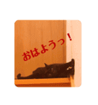 我が家のクロネコ（個別スタンプ：1）