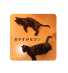 我が家のクロネコ（個別スタンプ：2）