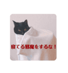 我が家のクロネコ（個別スタンプ：3）