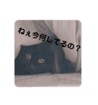 我が家のクロネコ（個別スタンプ：5）