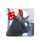 我が家のクロネコ（個別スタンプ：8）