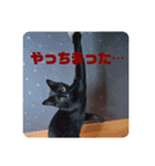 我が家のクロネコ（個別スタンプ：12）