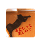我が家のクロネコ（個別スタンプ：14）