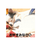 チワワのうーたろう（個別スタンプ：1）