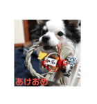 チワワのうーたろう（個別スタンプ：3）