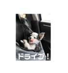 チワワのうーたろう（個別スタンプ：4）