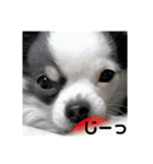 チワワのうーたろう（個別スタンプ：6）