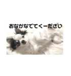 チワワのうーたろう（個別スタンプ：8）