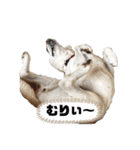 ラブラドールの日常 名前はソニア（個別スタンプ：5）