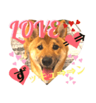 柴犬 豆之進 日常STAMP☆【関西弁】其の四（個別スタンプ：1）