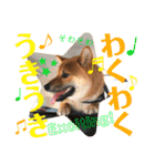 柴犬 豆之進 日常STAMP☆【関西弁】其の四（個別スタンプ：2）