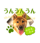柴犬 豆之進 日常STAMP☆【関西弁】其の四（個別スタンプ：3）