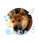 柴犬 豆之進 日常STAMP☆【関西弁】其の四（個別スタンプ：4）