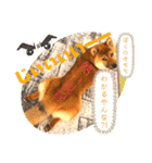 柴犬 豆之進 日常STAMP☆【関西弁】其の四（個別スタンプ：5）