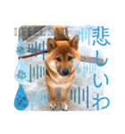 柴犬 豆之進 日常STAMP☆【関西弁】其の四（個別スタンプ：6）