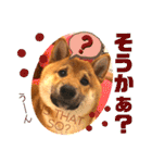 柴犬 豆之進 日常STAMP☆【関西弁】其の四（個別スタンプ：7）