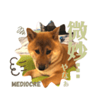 柴犬 豆之進 日常STAMP☆【関西弁】其の四（個別スタンプ：8）