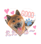 柴犬 豆之進 日常STAMP☆【関西弁】其の四（個別スタンプ：9）