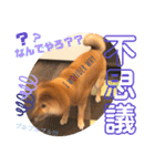 柴犬 豆之進 日常STAMP☆【関西弁】其の四（個別スタンプ：10）