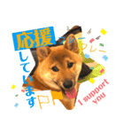 柴犬 豆之進 日常STAMP☆【関西弁】其の四（個別スタンプ：11）