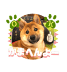柴犬 豆之進 日常STAMP☆【関西弁】其の四（個別スタンプ：12）