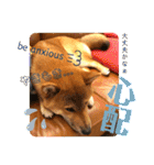 柴犬 豆之進 日常STAMP☆【関西弁】其の四（個別スタンプ：13）