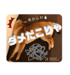 柴犬 豆之進 日常STAMP☆【関西弁】其の四（個別スタンプ：14）