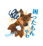 柴犬 豆之進 日常STAMP☆【関西弁】其の四（個別スタンプ：15）